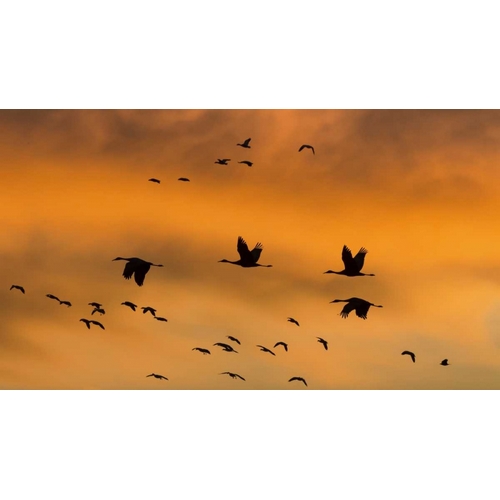 New Mexico Sandhill cranes in flight at sunset